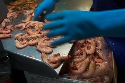 Packing prawns for market