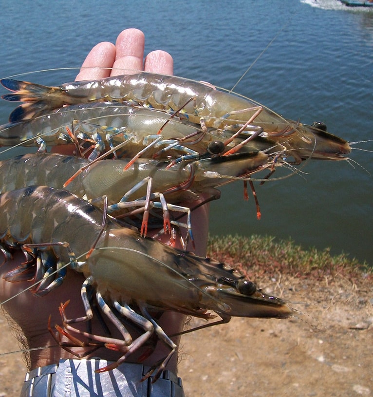 penaeus monodon broodstock