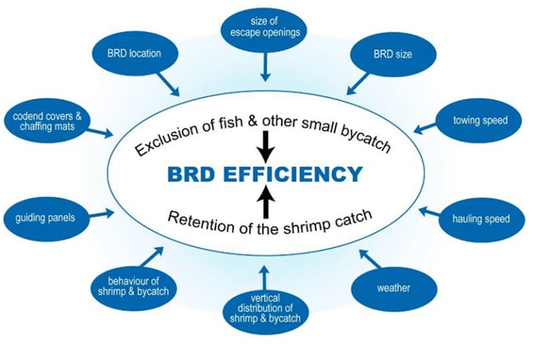 Bycatch reduction device efficiency factors