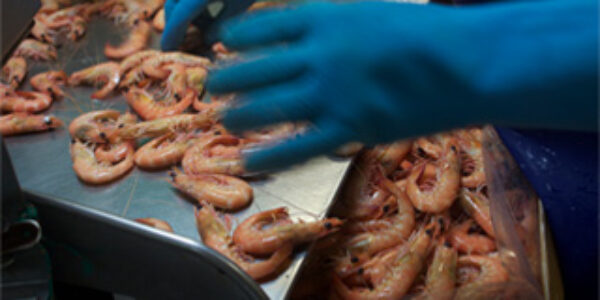 Packing prawns for market