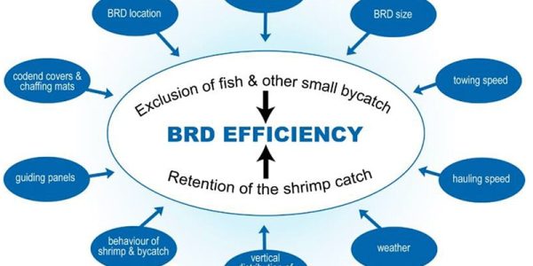 Bycatch reduction device efficiency factors